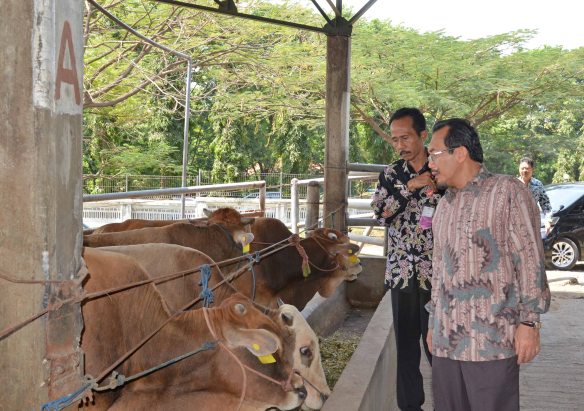 Daging Sapi Impor Disembelih Sesuai Syariat Islam